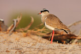 Image. Crowned Lapwing