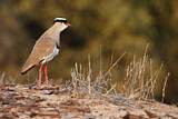 Image. Crowned Lapwing