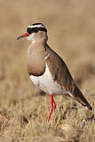 Image. Crowned Lapwing