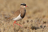 Image. Crowned Lapwing