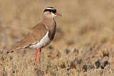 Image. Crowned Lapwing