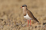 Image. Crowned Lapwing