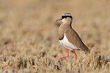 Image. Crowned Lapwing