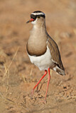 Image. Crowned Lapwing