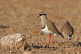 Image. Crowned Lapwing