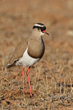 Image. Crowned Lapwing
