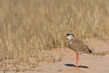 Image. Crowned Lapwing
