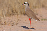 Image. Crowned Lapwing