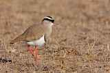 Image. Crowned Lapwing