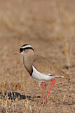 Image. Crowned Lapwing