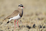 Image. Crowned Lapwing