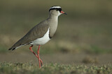 Image. Crowned Lapwing