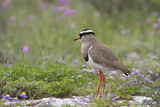Image. Crowned Lapwing