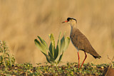 Image. Crowned Lapwing