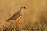 Image. Crowned Lapwing