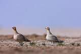 Image. Crowned Sandgrouse