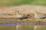 Image. Crowned Sandgrouse