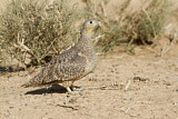 Image. Crowned Sandgrouse