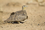 Image. Crowned Sandgrouse