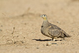Image. Crowned Sandgrouse
