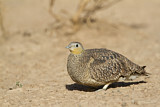 Image. Crowned Sandgrouse