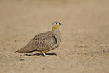 Image. Crowned Sandgrouse