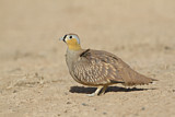 Image. Crowned Sandgrouse