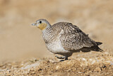 Image. Crowned Sandgrouse