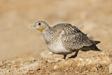 Image. Crowned Sandgrouse