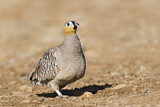 Image. Crowned Sandgrouse