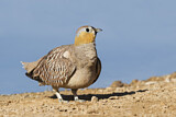 Image. Crowned Sandgrouse