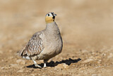 Image. Crowned Sandgrouse