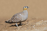Image. Crowned Sandgrouse