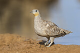 Image. Crowned Sandgrouse