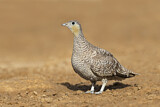Image. Crowned Sandgrouse
