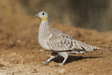 Image. Crowned Sandgrouse
