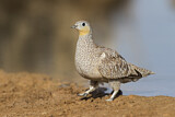 Image. Crowned Sandgrouse