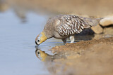 Image. Crowned Sandgrouse