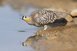 Image. Crowned Sandgrouse