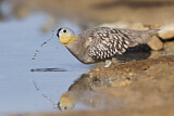 Image. Crowned Sandgrouse