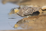 Image. Crowned Sandgrouse