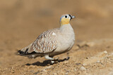 Image. Crowned Sandgrouse