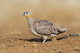 Image. Crowned Sandgrouse