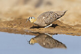 Image. Crowned Sandgrouse