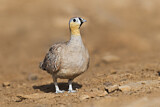Image. Crowned Sandgrouse