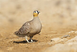 Image. Crowned Sandgrouse