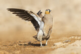 Image. Crowned Sandgrouse