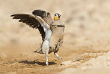 Image. Crowned Sandgrouse