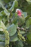 Image. Cuban Amazon