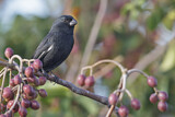 Image. Cuban Bullfinch